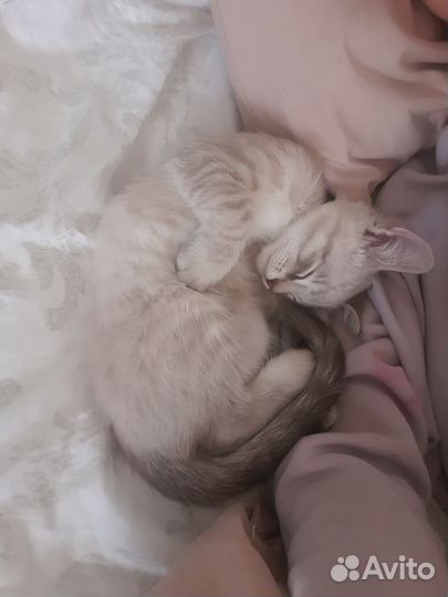 Котёнок мальчик