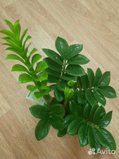 Замиокулькас Зензи