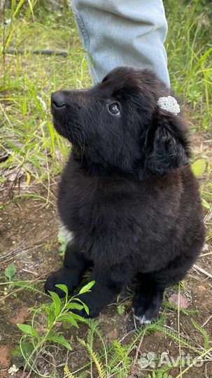 Щенок метис овчарки