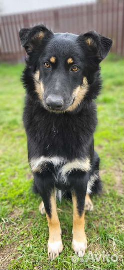 Щенок бесплатно метис черный