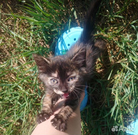 Котенок в добрые руки