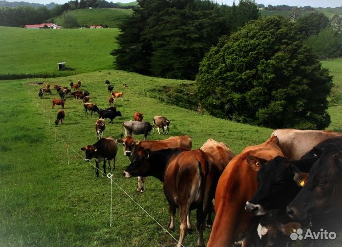 Электропастухи для животных