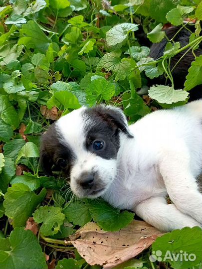 Собака в добрые руки отдам бесплатно