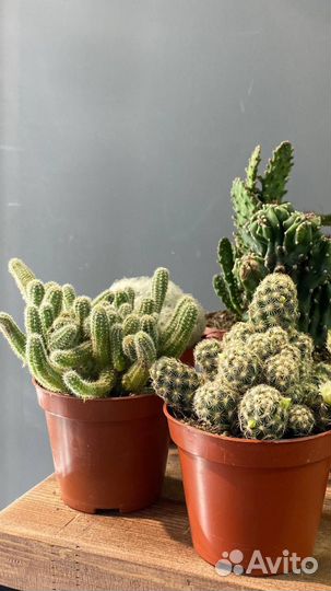 Кактус микс