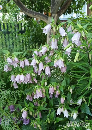 Колокольчик точечный розовый