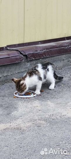 Котёнок в добрые ручки