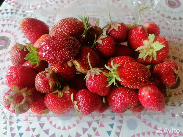 Рассада клубники