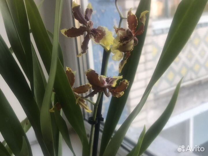 Орхидея камбрия