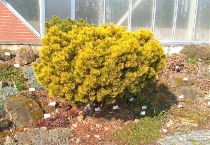 Сосна Винтер Голд