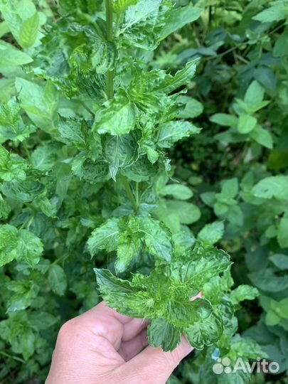 Ароматные пряные травы(мята,мелисса,душица)