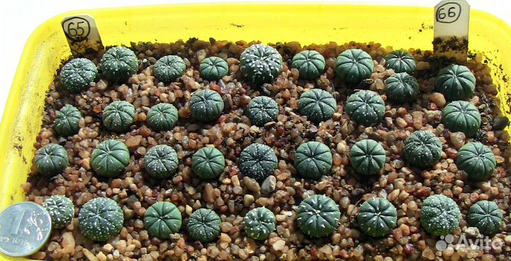 Кактусы Astrophytum