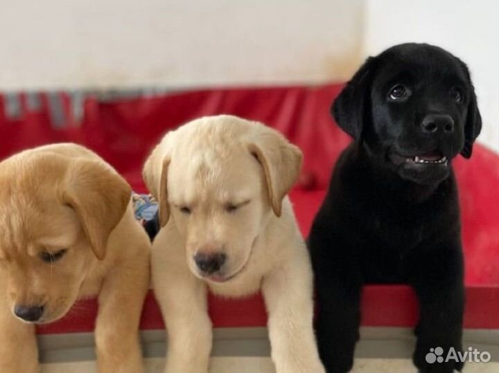 Лабрадор ретривер щенки