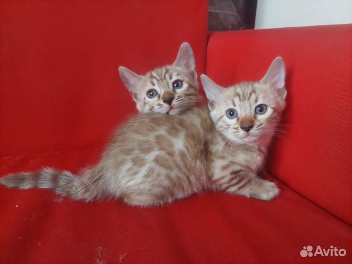 Бенгальские котята