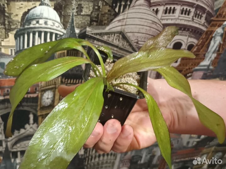 Эхинодорус