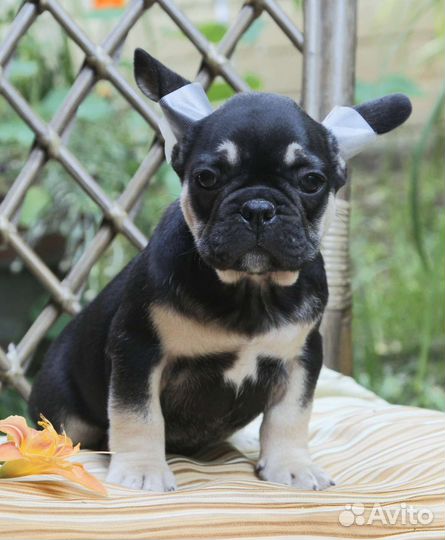 Щенок французского бульдога