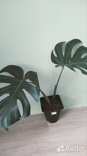 Монстера деликатесная