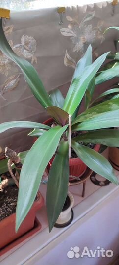 Домашние растения цветы