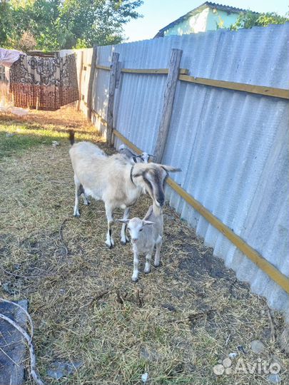 Коза дойная с козлятами