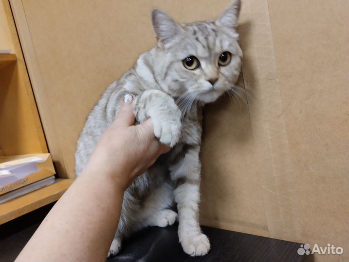 Найдена кошка