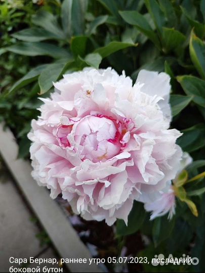 Легендарная Сара Бернар (пион травянистый)