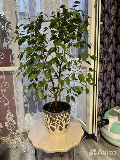 Фикус бенджамина