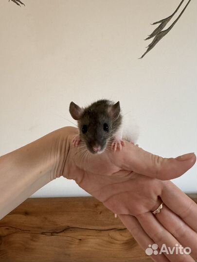 Крысята дамбо