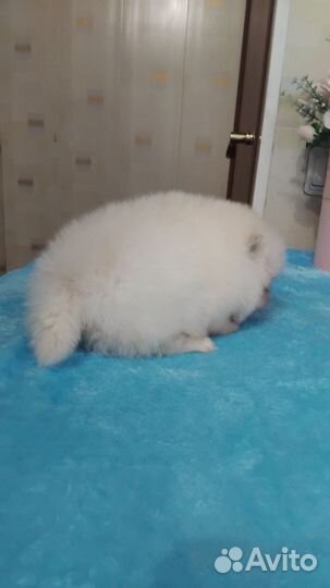 Померанский шпиц мини белый девочка