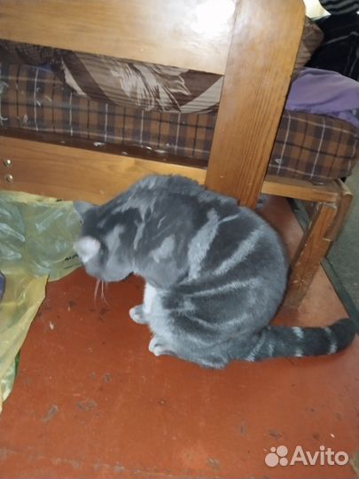 Котика в добрые руки