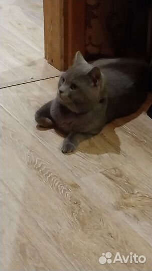 Коты для вязки