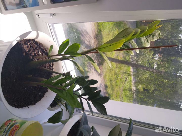 Замиокулькас