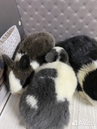 Мини крольчата панда