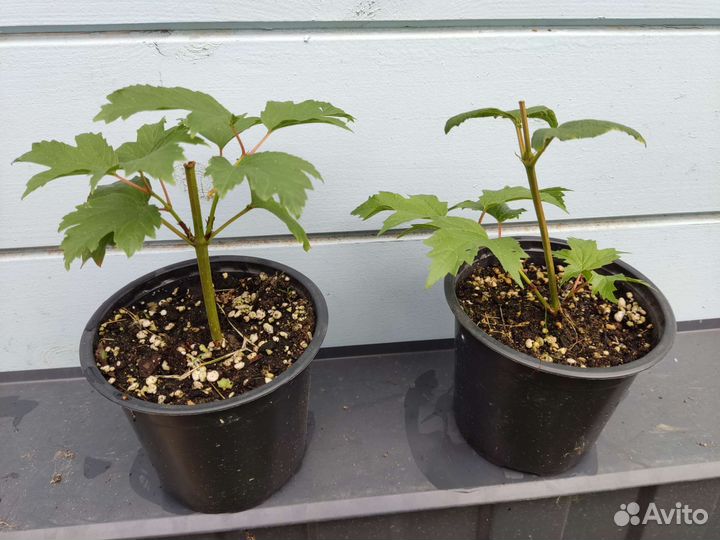 Дерен белый, калина бульденеж, спирея грефшейм