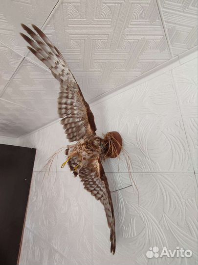 Чучело птиц