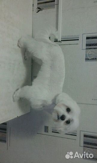 Стрижка, груминг собак на дому от мастера