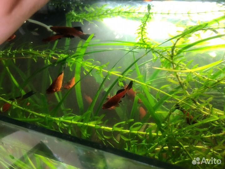 Рыбы меченосцы