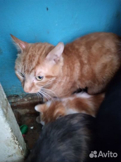 Рыжий кот