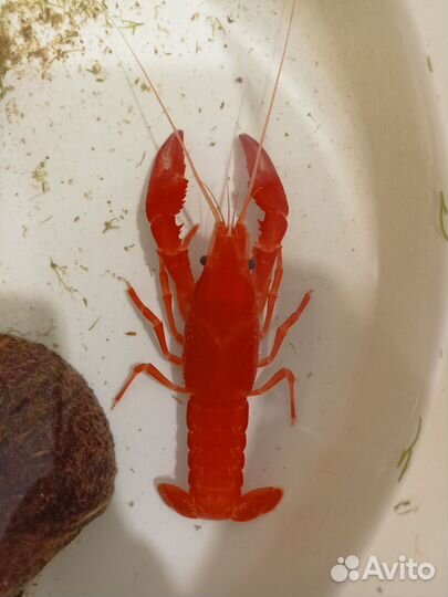 Калифорнийский красный рак