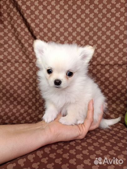 Щенки чихуахуа длинношерстные мини