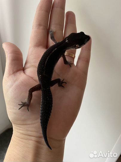 Эублефар Black Night