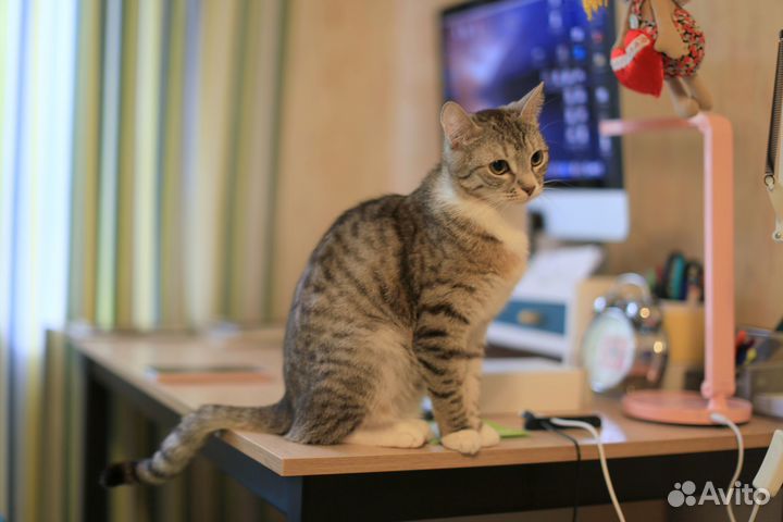 Кошечка в добрые руки, 1 год