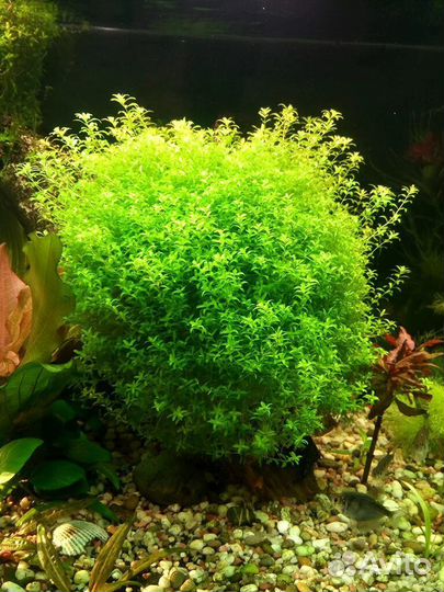 Растения аквариумные Микронтенум микродемоус