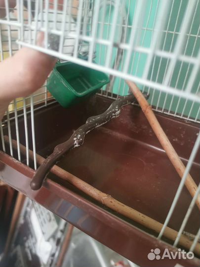 Клетка для птиц