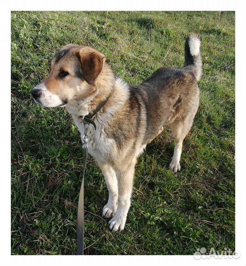 Собаки в дар бесплатно