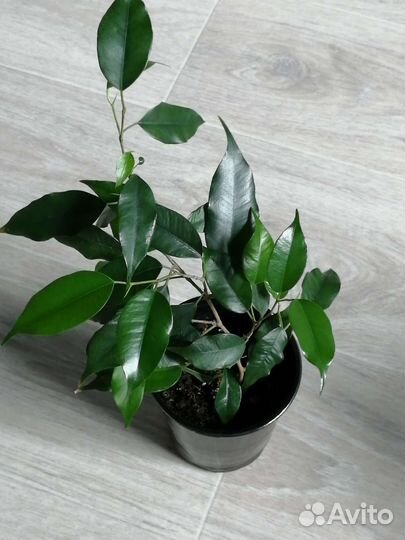 Фикусы Бенджамина