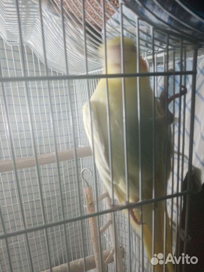 Попугай корелла