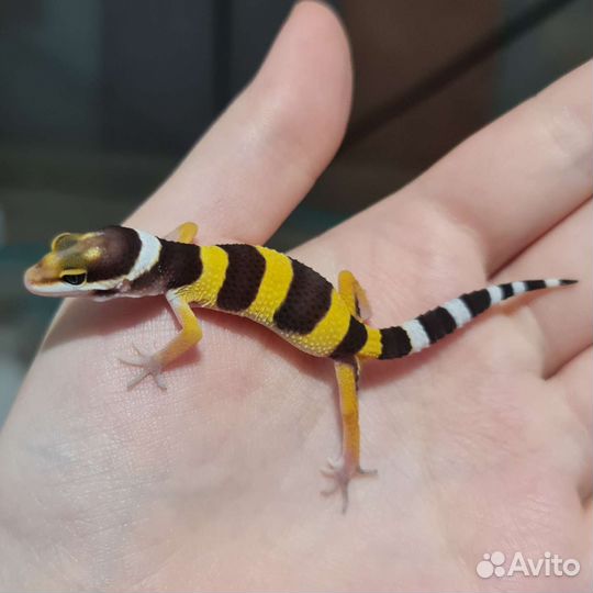 Эублефар пятнистый ящерица геккон