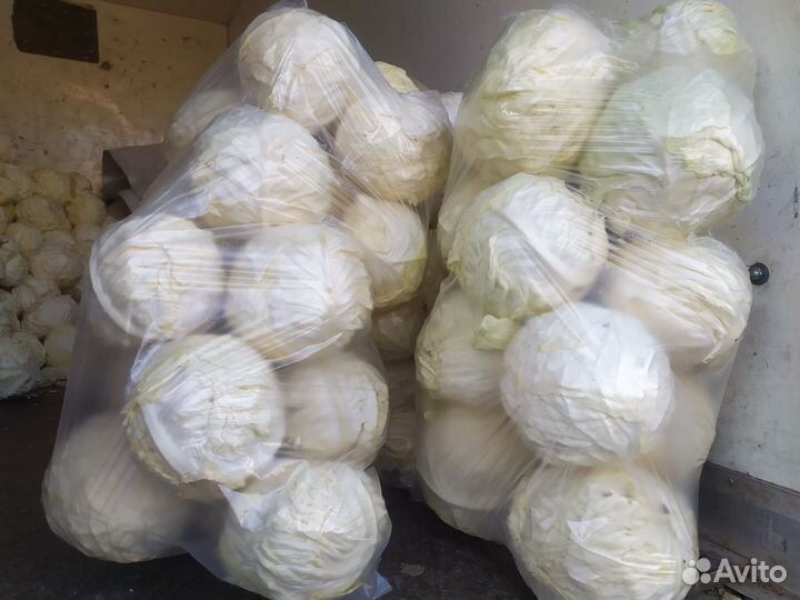 Капуста оптом