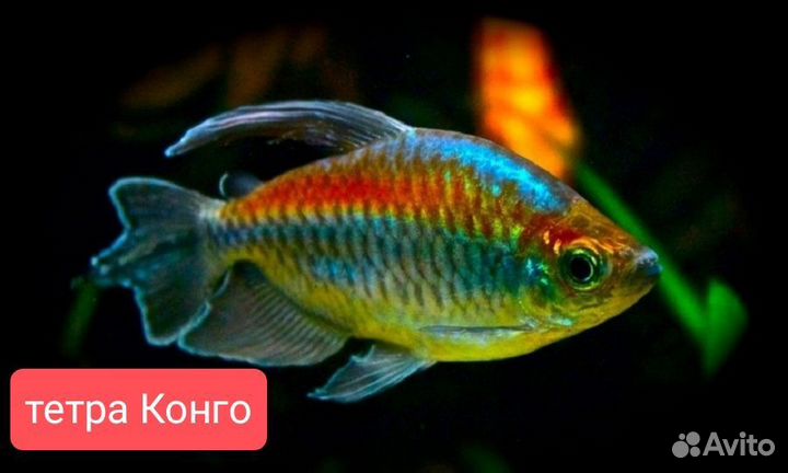 Аквариумные рыбки мини разводня