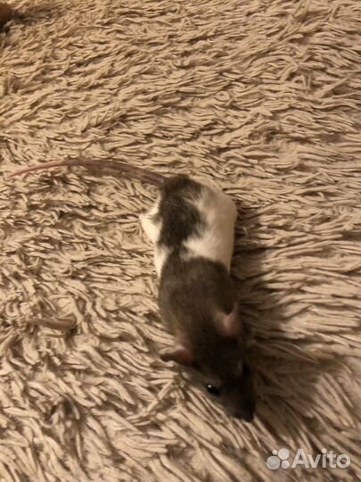 Крыса в добрые руки