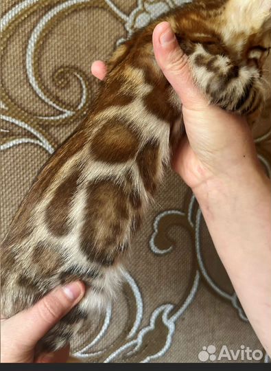Бенгальские котята